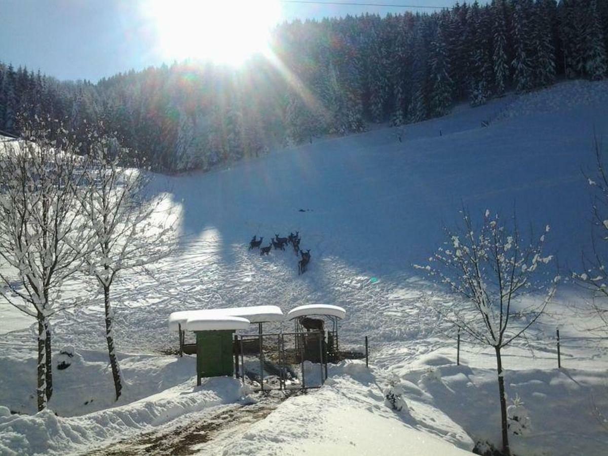 Pension Waldfrieden Обергармерсбах Екстер'єр фото